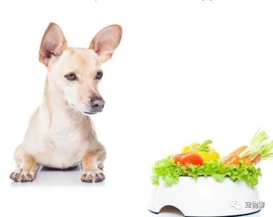 狗吃什么食物补钙（补钙狗狗）-硒宝网