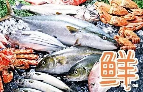 狗吃什么食物补钙（补钙狗狗）-硒宝网