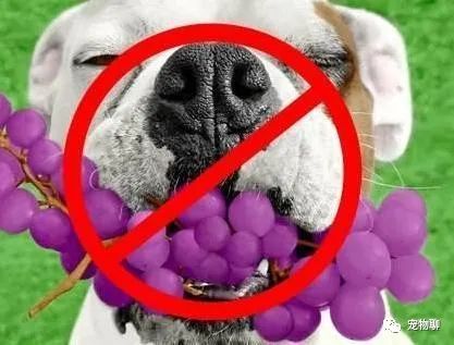 狗吃什么食物补钙（补钙狗狗）-硒宝网