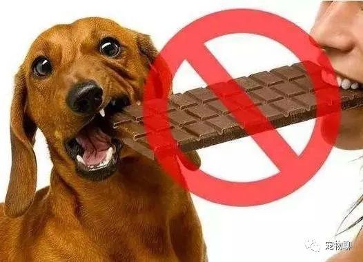 狗吃什么食物补钙（补钙狗狗）-硒宝网