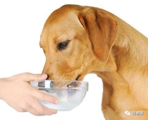 狗吃什么食物补钙（补钙狗狗）-硒宝网