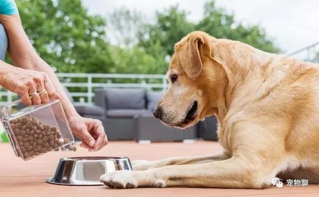 狗吃什么食物补钙（补钙狗狗）-硒宝网