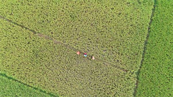 农作物怎样补硒最快（农作物含硒）-硒宝网