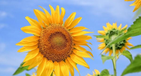 晒太阳补钙原理(晒阳光补钙原理)-硒宝网