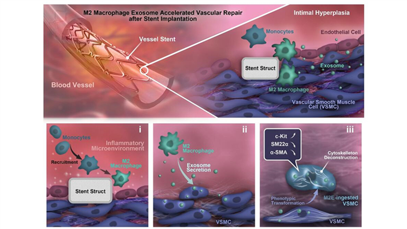 血小板低下能补硒吗(硒对血小板减少的人有什么作用)-硒宝网