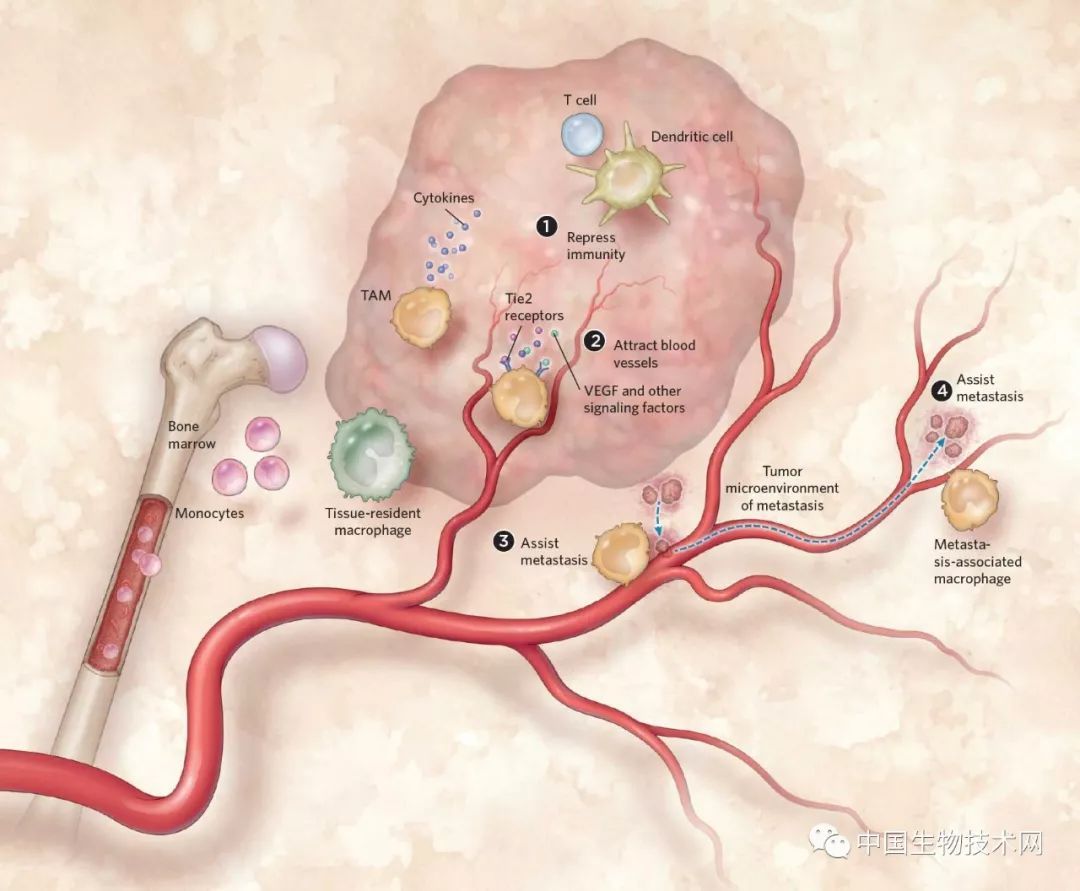 血小板低下能补硒吗(硒对血小板减少的人有什么作用)-硒宝网