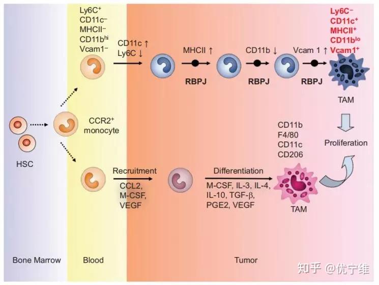 血小板低下能补硒吗(硒对血小板减少的人有什么作用)-硒宝网
