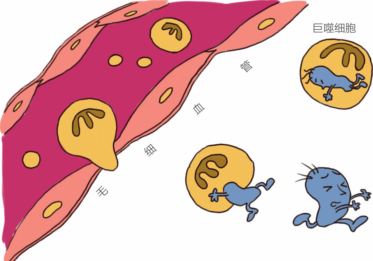 血小板低下能补硒吗(硒对血小板减少的人有什么作用)-硒宝网