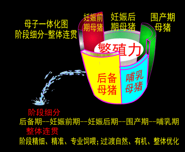 仔猪补硒在什么时间（补仔猪时间硒含量多少）-硒宝网