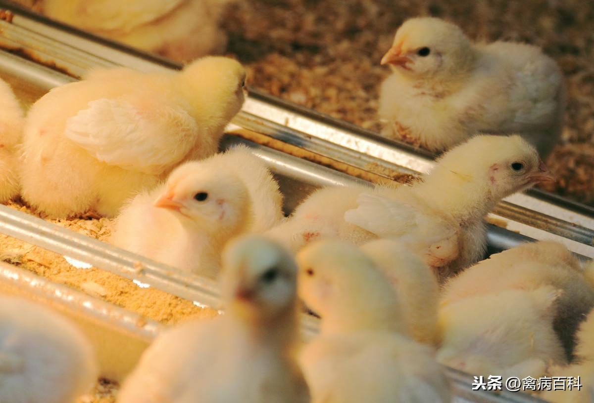 给鸡补硒应注意什么(给鸡补充营养吃什么)-硒宝网