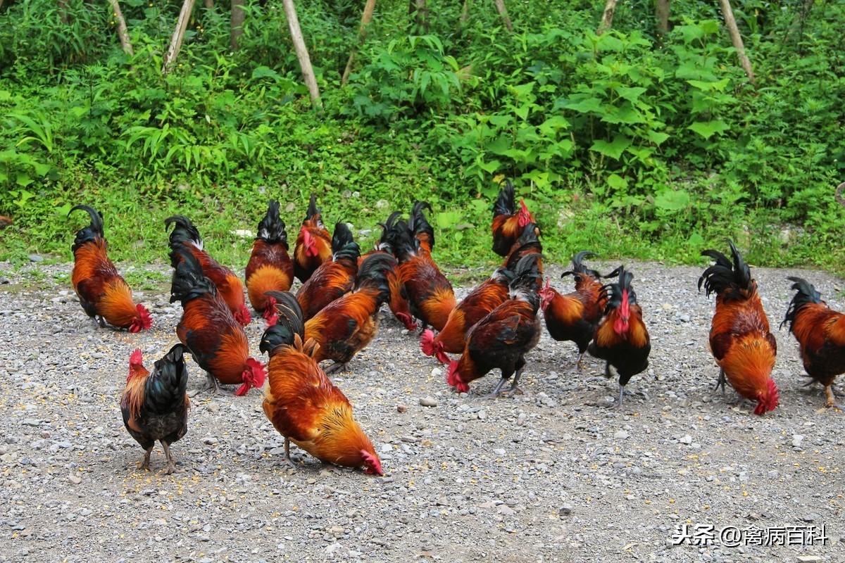 给鸡补硒应注意什么(给鸡补充营养吃什么)-硒宝网