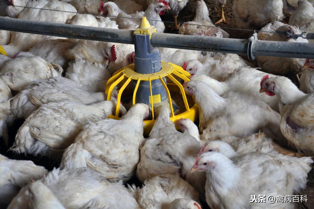 给鸡补硒应注意什么(给鸡补充营养吃什么)-硒宝网