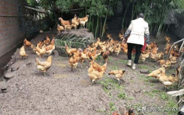 给鸡补硒应注意什么（鸡缺硒的症状）-硒宝网