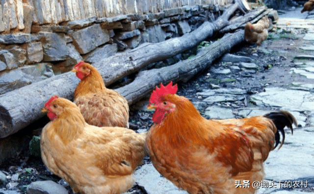 给鸡补硒应注意什么（鸡缺硒的症状）-硒宝网