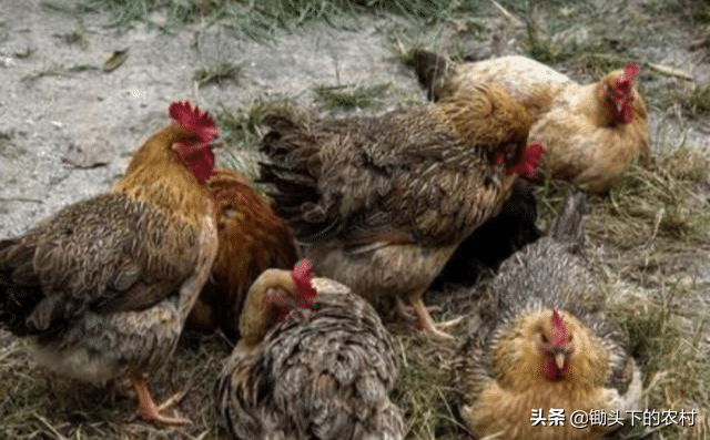 给鸡补硒应注意什么（鸡缺硒的症状）-硒宝网