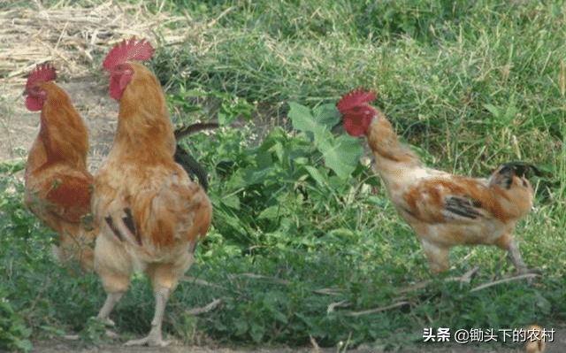 给鸡补硒应注意什么（鸡缺硒的症状）-硒宝网