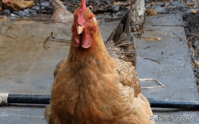 给鸡补硒应注意什么（鸡缺硒的症状）-硒宝网