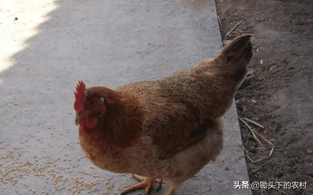 给鸡补硒应注意什么（鸡缺硒的症状）-硒宝网