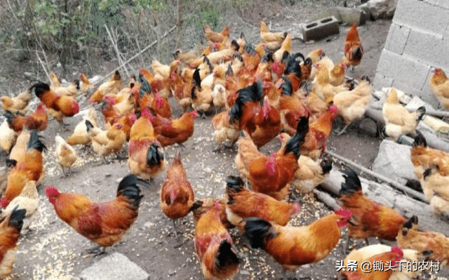 给鸡补硒应注意什么（鸡缺硒的症状）-硒宝网