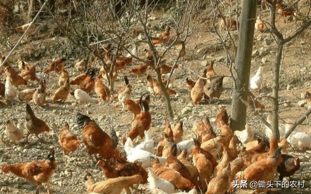 给鸡补硒应注意什么（鸡缺硒的症状）-硒宝网