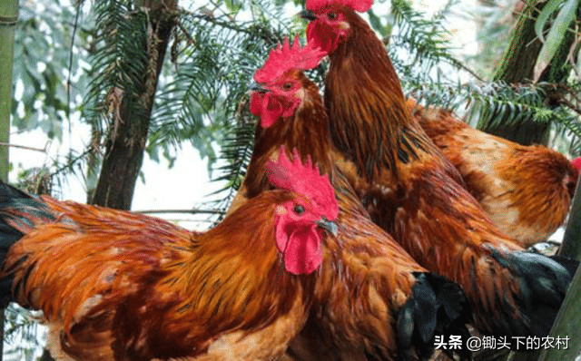 给鸡补硒应注意什么（鸡缺硒的症状）-硒宝网