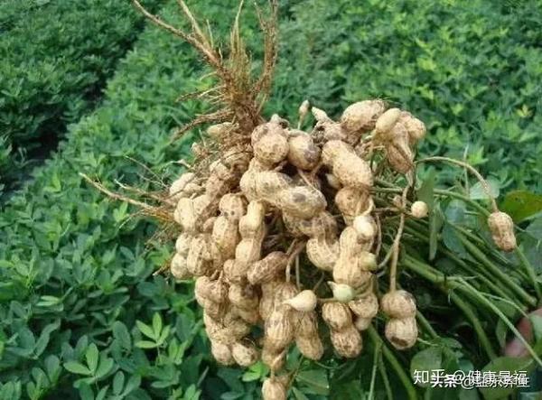 吃花生补钙吗(补钙吃生花生还是熟花生)-硒宝网