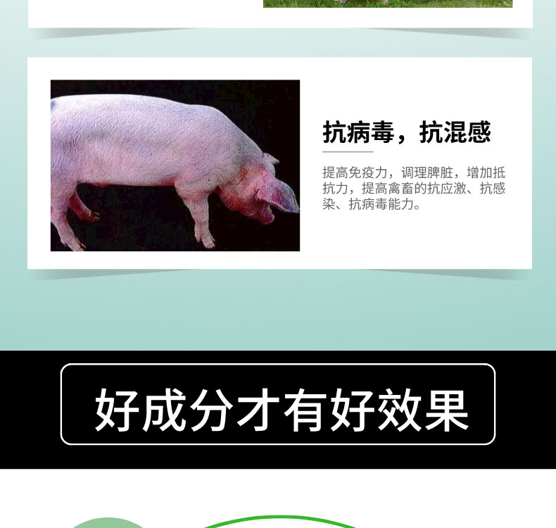 哺乳母猪可以补硒吗(哺乳母猪补硒可以补多久)-硒宝网