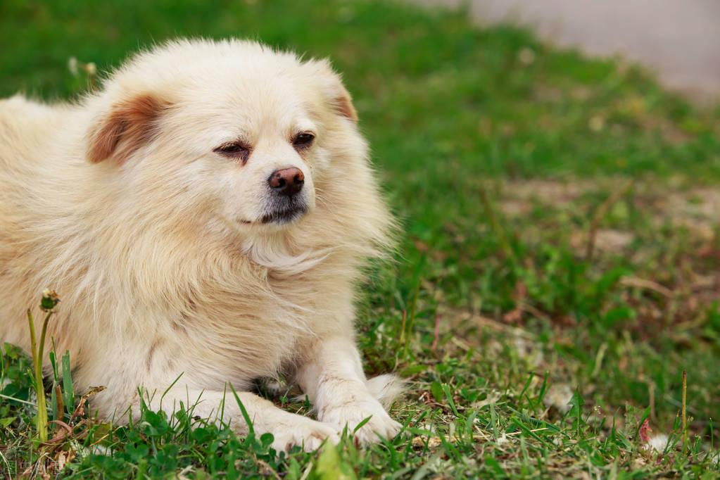 狗狗吃什么补充微量元素(狗狗微量补充元素吃什么好)-硒宝网