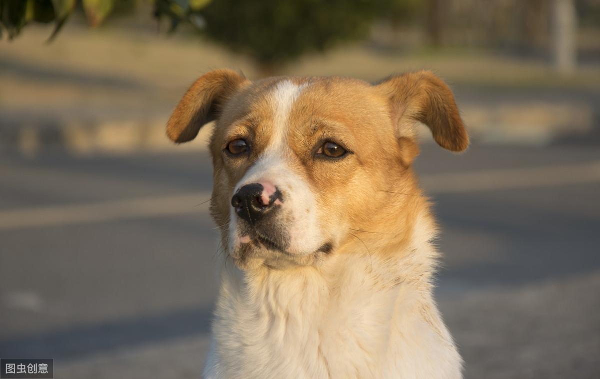 狗狗吃什么补充微量元素(狗狗微量补充元素吃什么好)-硒宝网