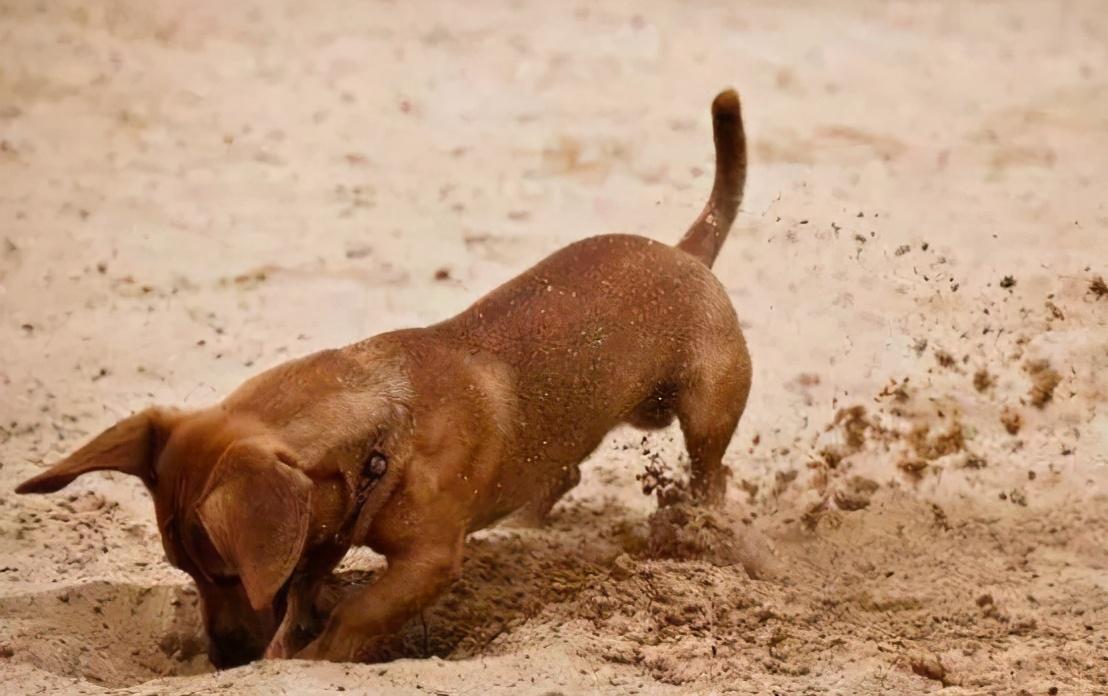 狗狗吃什么补充微量元素(狗狗微量补充元素吃什么好)-硒宝网