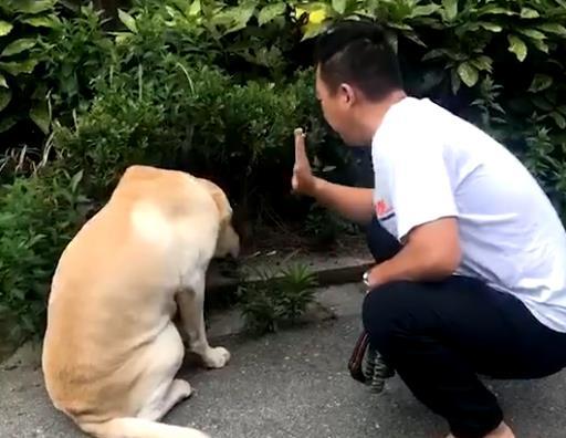 狗狗吃什么补充微量元素(狗狗微量补充元素吃什么好)-硒宝网