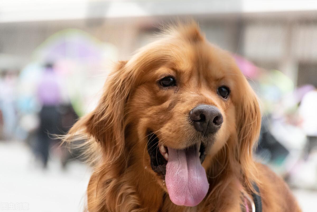 狗狗吃什么补充微量元素(狗狗微量补充元素吃什么好)-硒宝网