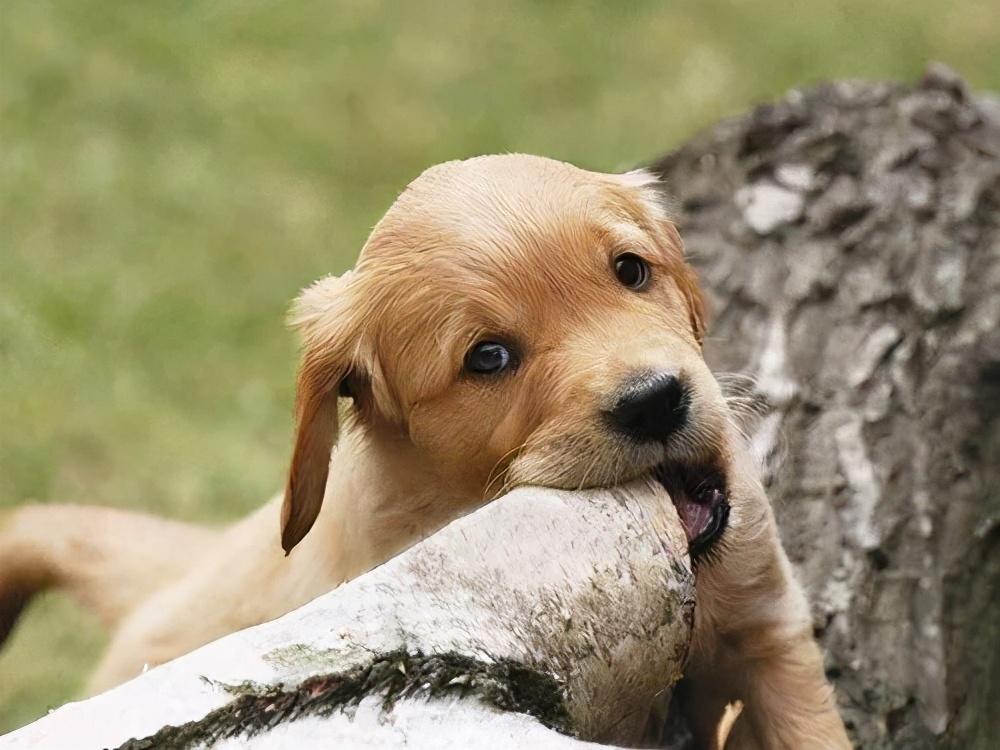 狗狗吃什么补充微量元素(狗狗微量补充元素吃什么好)-硒宝网