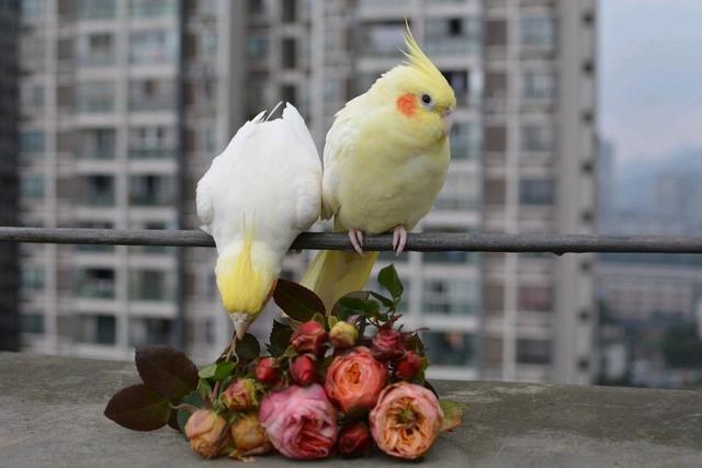 鹦鹉补钙吃什么食物(鹦鹉吃什么钙好)-硒宝网