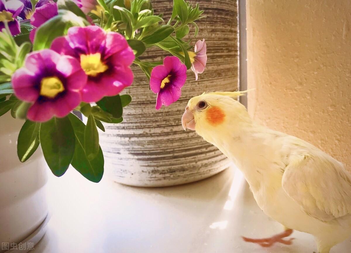 鹦鹉补钙吃什么食物(鹦鹉吃什么钙好)-硒宝网