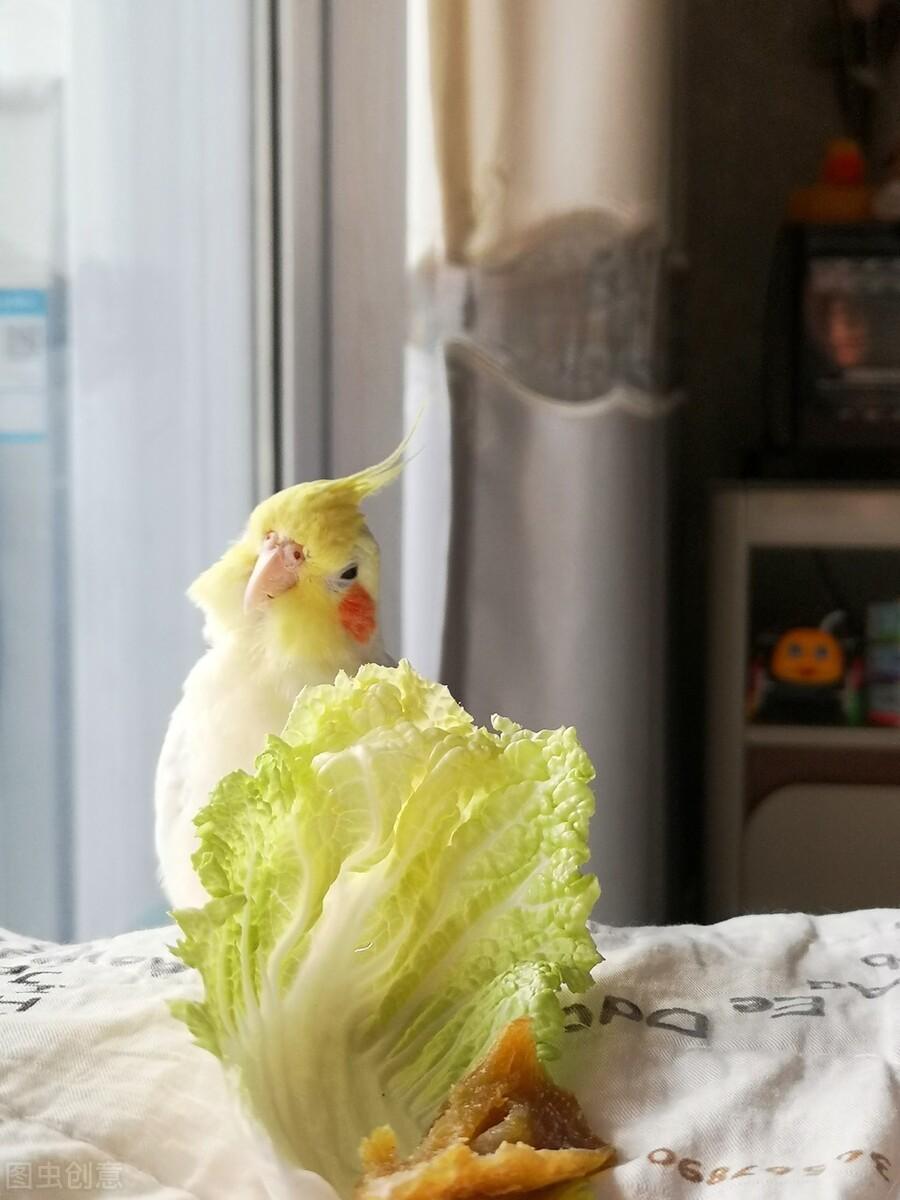 鹦鹉补钙吃什么食物(鹦鹉吃什么钙好)-硒宝网