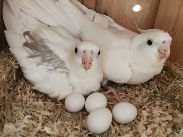 鹦鹉补钙吃什么食物(鹦鹉吃什么钙好)-硒宝网