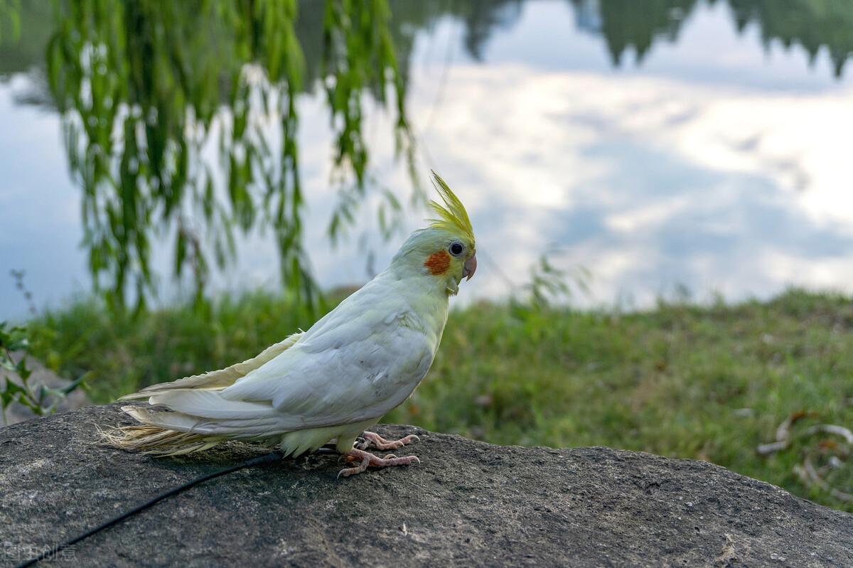 鹦鹉补钙吃什么食物(鹦鹉吃什么钙好)-硒宝网