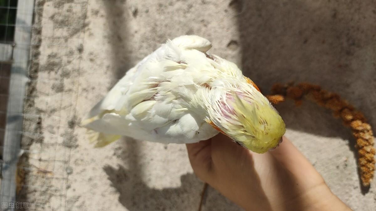 鹦鹉补钙吃什么食物(鹦鹉吃什么钙好)-硒宝网