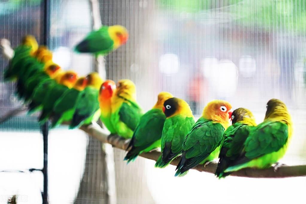 鹦鹉补钙吃什么食物（鹦鹉吃啥补钙）-硒宝网