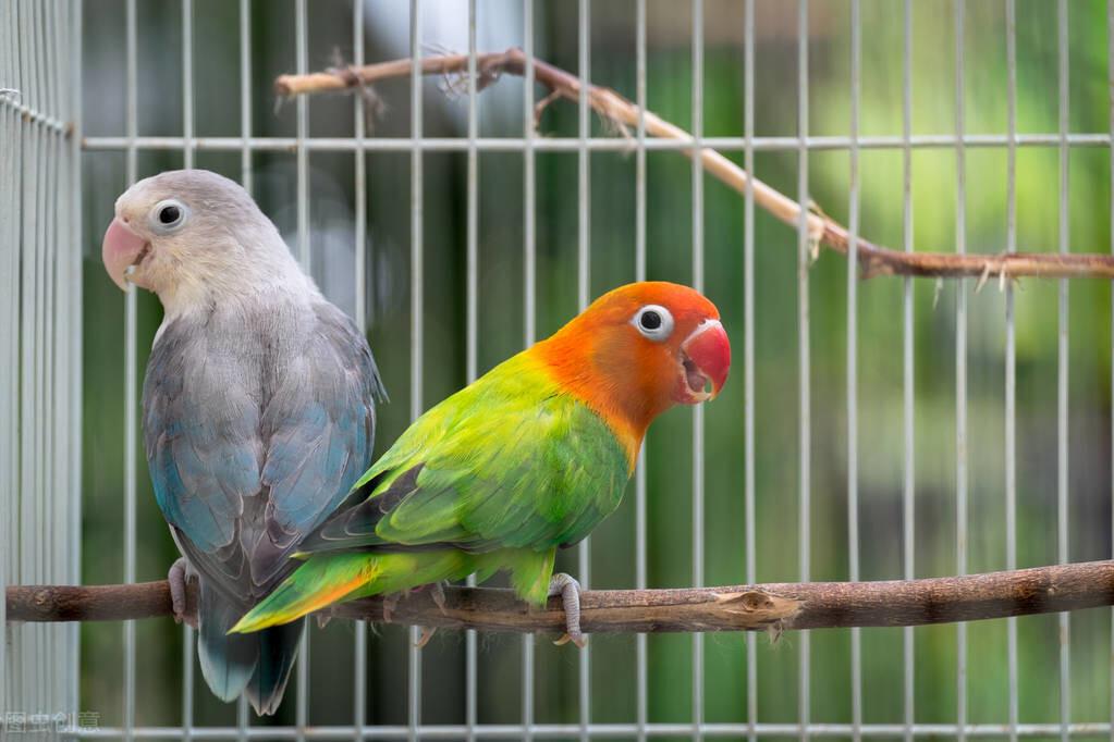 鹦鹉补钙吃什么食物（鹦鹉吃啥补钙）-硒宝网