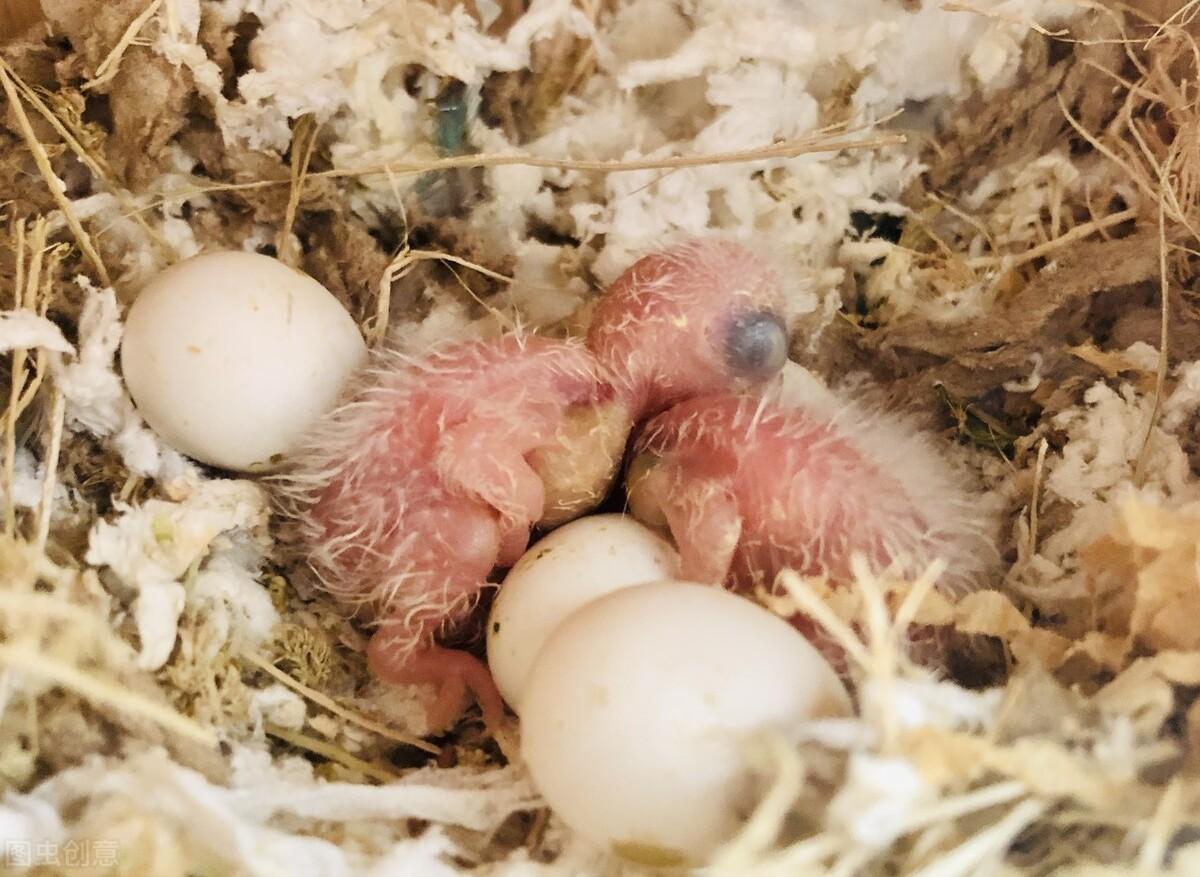 鹦鹉补钙吃什么食物（鹦鹉吃啥补钙）-硒宝网