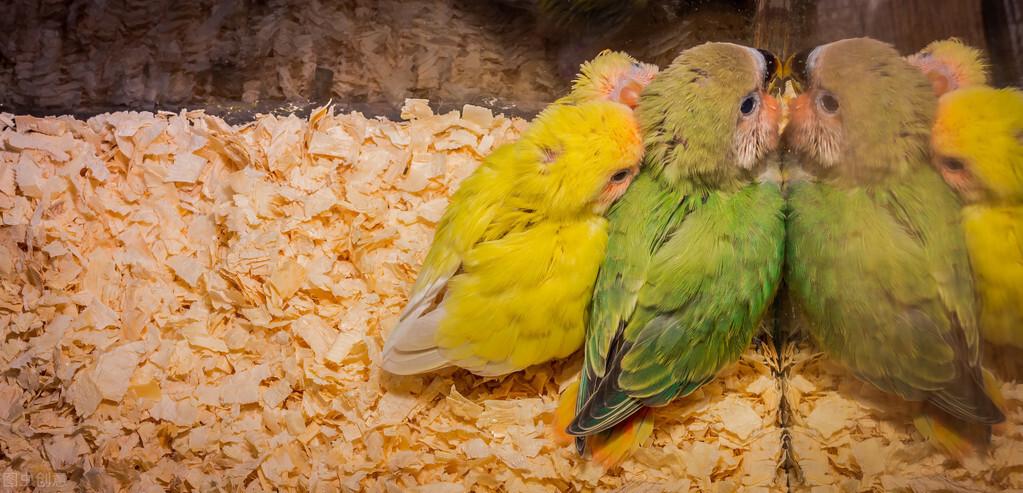 鹦鹉补钙吃什么食物（鹦鹉吃啥补钙）-硒宝网