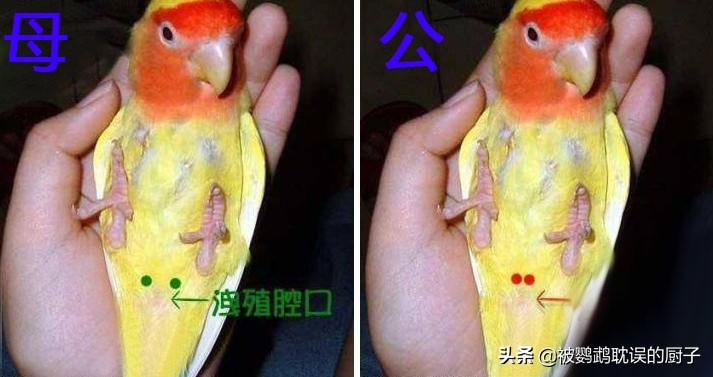 鹦鹉补钙吃什么食物（鹦鹉吃啥补钙）-硒宝网