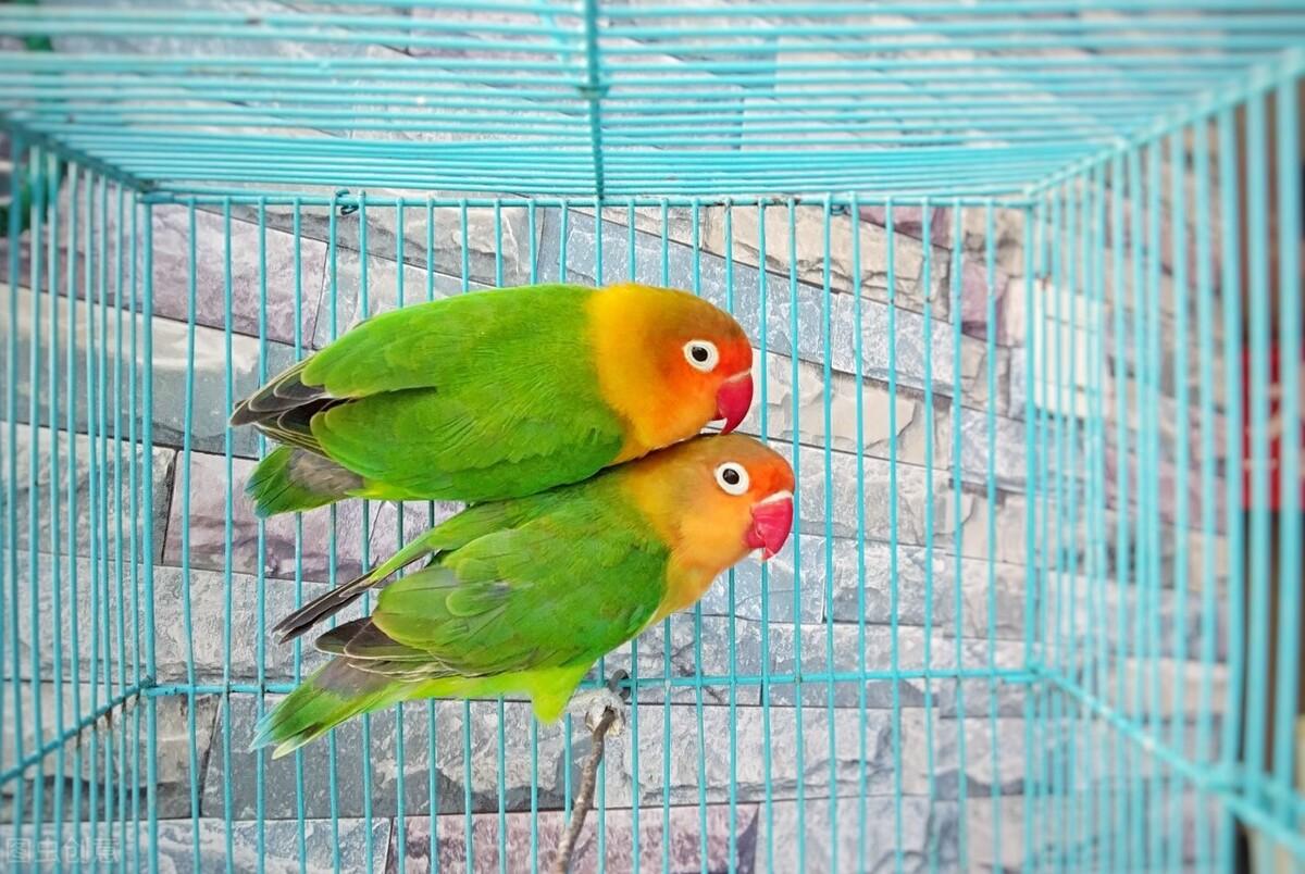 鹦鹉补钙吃什么食物（鹦鹉吃啥补钙）-硒宝网