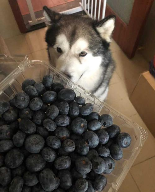 狗狗吃什么补充微量元素(狗狗补充微量元素有什么作用)-硒宝网