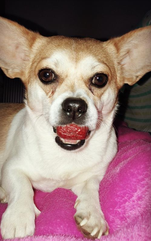 狗狗吃什么补充微量元素(狗狗补充微量元素有什么作用)-硒宝网