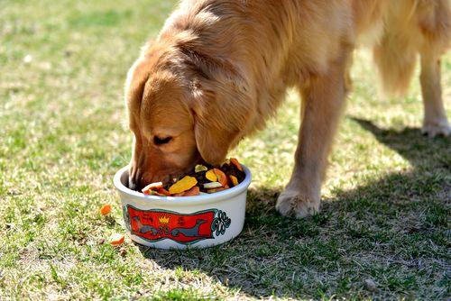 狗狗吃什么补充微量元素(狗狗补充微量元素有什么作用)-硒宝网