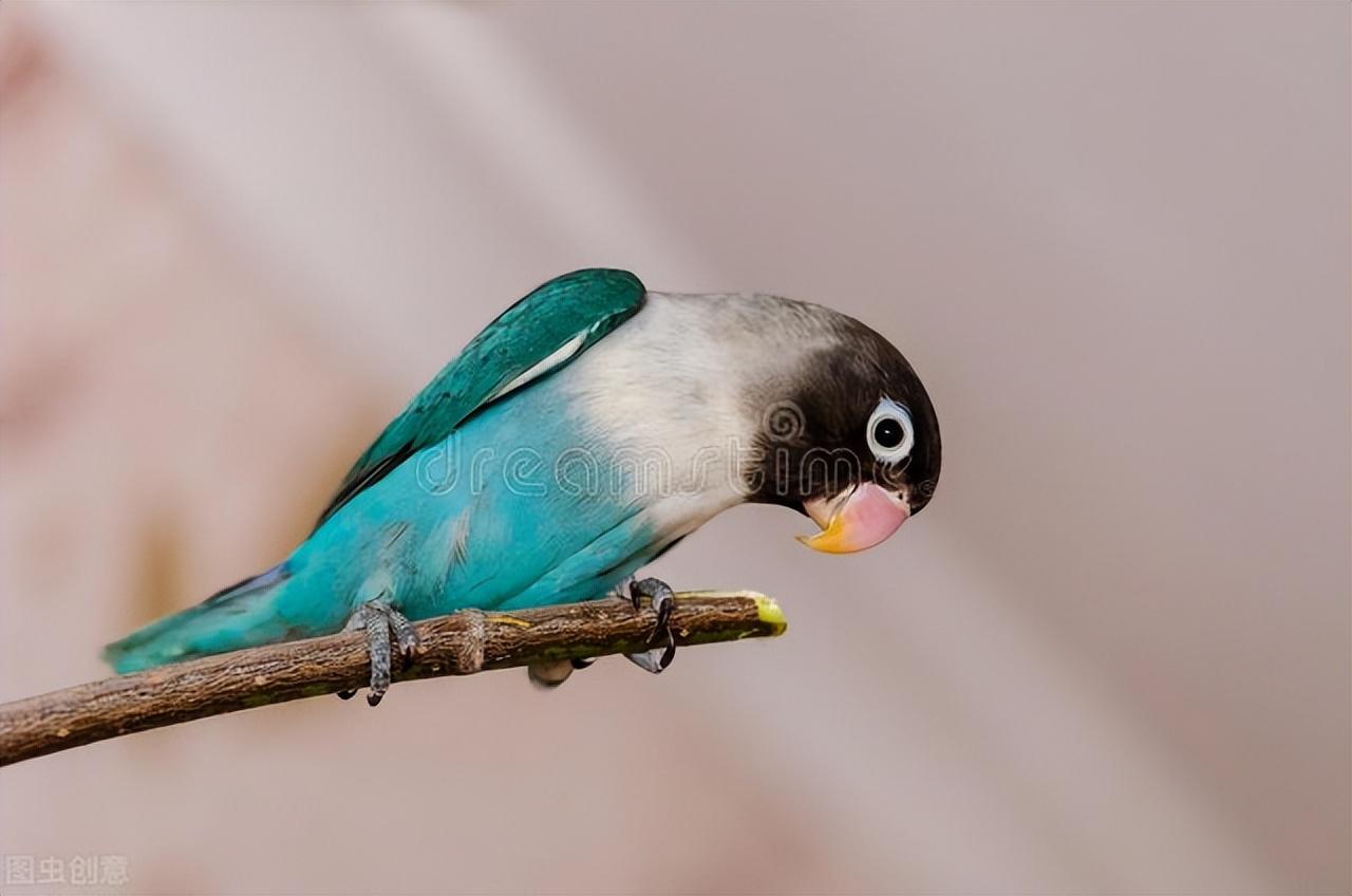 鹦鹉怎么补钙(怎么给鹦鹉补钙)-硒宝网