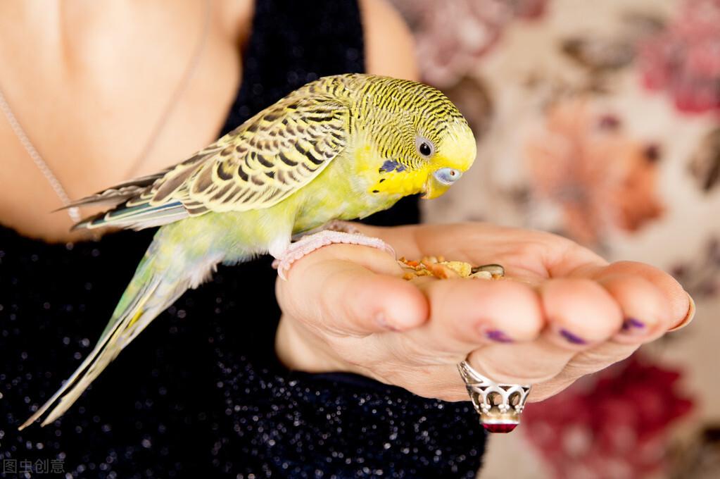 鹦鹉怎么补钙(怎么给鹦鹉补钙)-硒宝网